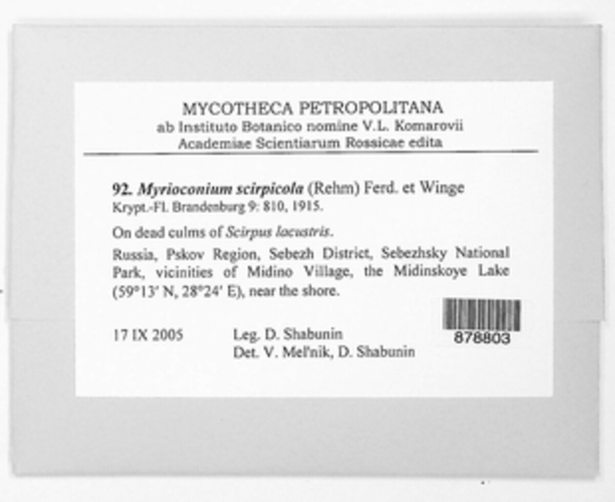 Myrioconium scirpicola image
